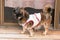 Cute mixed breed hairy small dog standing on the floor