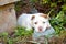 Cute mixed breed pit bull puppy