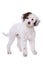 Cute mixed breed poodle dog