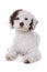 Cute mixed breed poodle dog