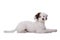 Cute mixed breed poodle dog