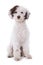 Cute mixed breed poodle dog
