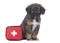 Cute mixed breed puppy with emergency kit