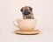 Cute mixed breed spitz puppy in a cup and saucer lifting its paw