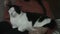 Cute Mixed Color Cat Relaxing Pro Res 4K