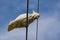 Cute moment of cockatoo bird on the powerline with blue sky at the background.