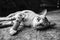 Cute moment of a thai cat laying on a ground in black and white color picture style.