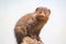 Cute mongoose close up portrait on the rock