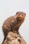 Cute mongoose close up portrait on the rock