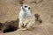 The cute mongoose- Meerkat