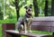 Cute mongrel dog in a collar sits on a bench in a city park