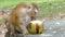 Cute monkey eating coconut