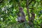 Cute monkey macaque in Ubud Monkey forest, Bali, Indonesia