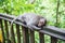 Cute monkey resting on a wooden railing