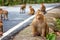 Cute monkey sits near road in Thailand