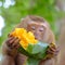 The cute monkey sitting on branch of tree and eating ripe mango