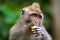 Cute monkeys lives in Ubud Monkey Forest, Bali, Indonesia.