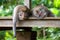 Cute monkeys lives in Ubud Monkey Forest, Bali, Indonesia.