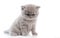 Cute monthly kitten of British purebred breed, on a white background, isolated.