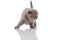 Cute monthly kitten of British purebred breed, on a white background, isolated.