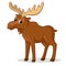 Cute moose with big horns is standing on a white background