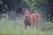 Cute moose calf