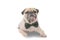 Cute mops puppy dog pug with neck bow tie sitting and looking at the camera on white