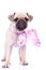 Cute mops puppy dog wearing a pink ribbon