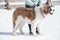 Cute moscow watchdog puppy is standing on white snow with his owner in the winter park. Pet animals