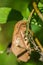 Cute moth  on green leaf