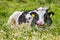 Cute a mother cow ruminant on daisies and green grass.