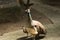 Cute mother and young peacock.