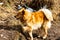 Cute Mountain Dog on Himalayan Trek