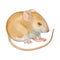 Cute mouse, hand drawn watercolor stock illustration isolated on white. Eastern symbol of the new 2020 year