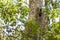 Cute mouse lemur sleeping on a tree in Madagascar