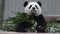 Cute movement of little panda cub, China