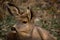 Cute Mule Deer Doe Closeup