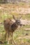Cute Mule Deer Fawn