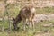 Cute Mule Deer Fawn Grazing
