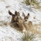 Cute mule deer huddled