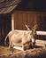 Cute mule near the farm fence looking at the viewer