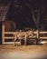 Cute mule standing alone near the farm fence looking at the viewer