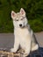 Cute multi-eyed husky puppy poses in the ring dog gray fluffy with eyes of different colors heterchromia