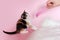 Cute multi-haired kitten playing with pink feather in owner hand on pink pastel background