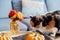 Cute multicolor cat sniffing autumn fall cozy mood composition for hygge home decor. Orange pumpkins, candles, fresh