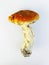 Cute mushroom aspen boletus