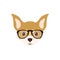 Cute muzzle Chihuahua Puppy with glasses.