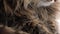 Cute muzzle of a fluffy tabby cat which washes himself