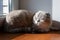 Cute muzzle gray cat of Scottish folds sleeping by the window and warmed by sunlight
