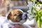 Cute muzzle little puppy bitch jack russell terrier sniffs cherry flowers. Natural background. Home garden